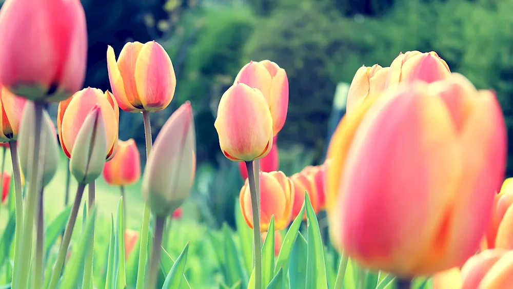 Tulip flowers