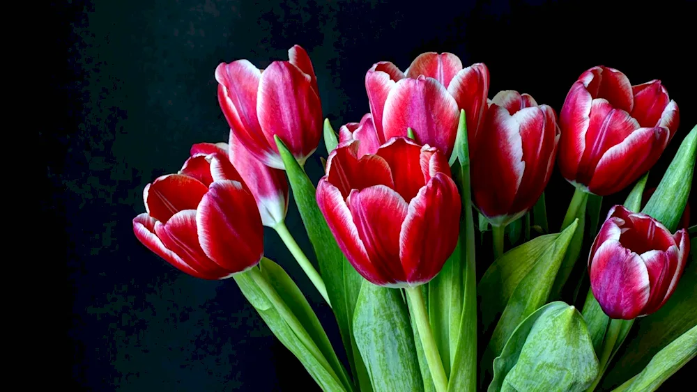 Tulip bouquet