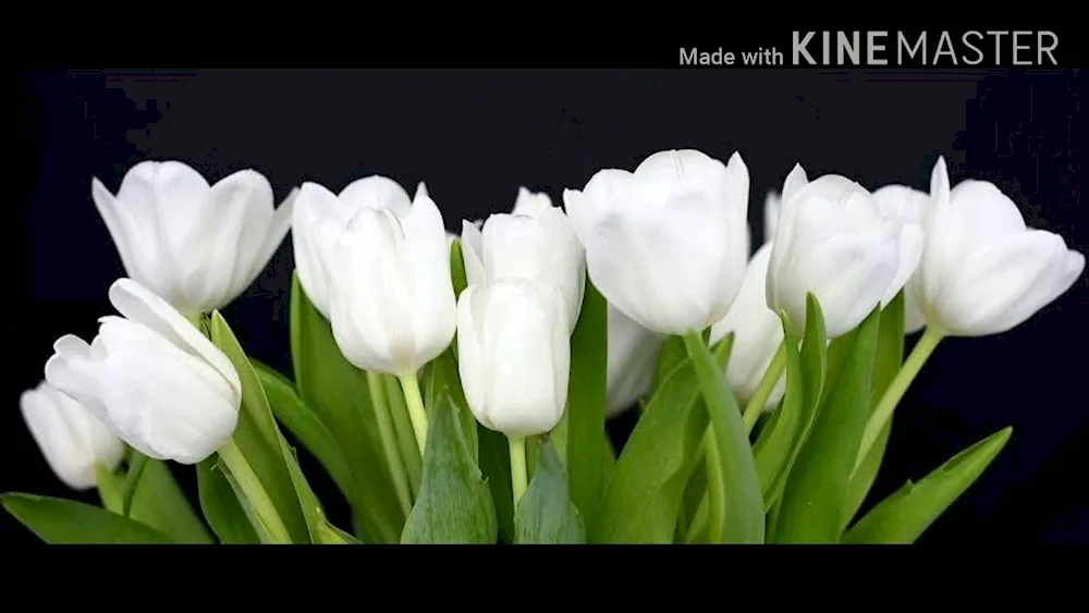 White Tulips