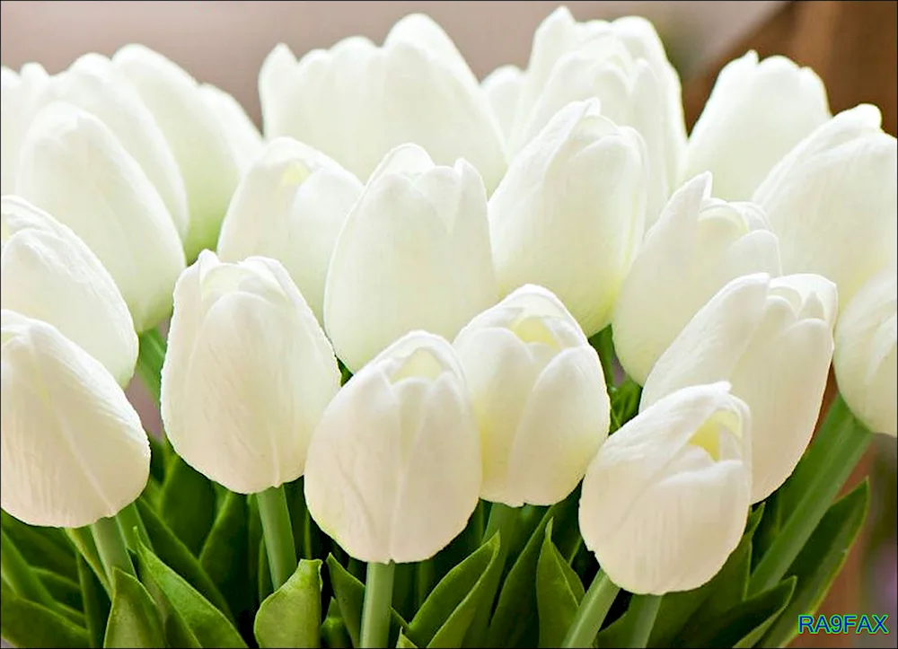 White Prince tulip