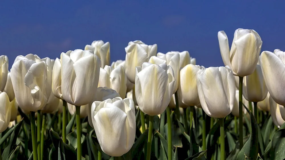 White Dream tulip