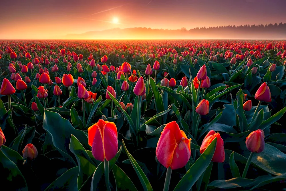 Tulip field red