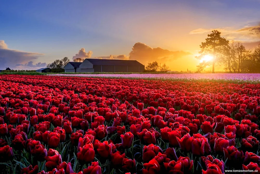 Tulip farm Netherlands