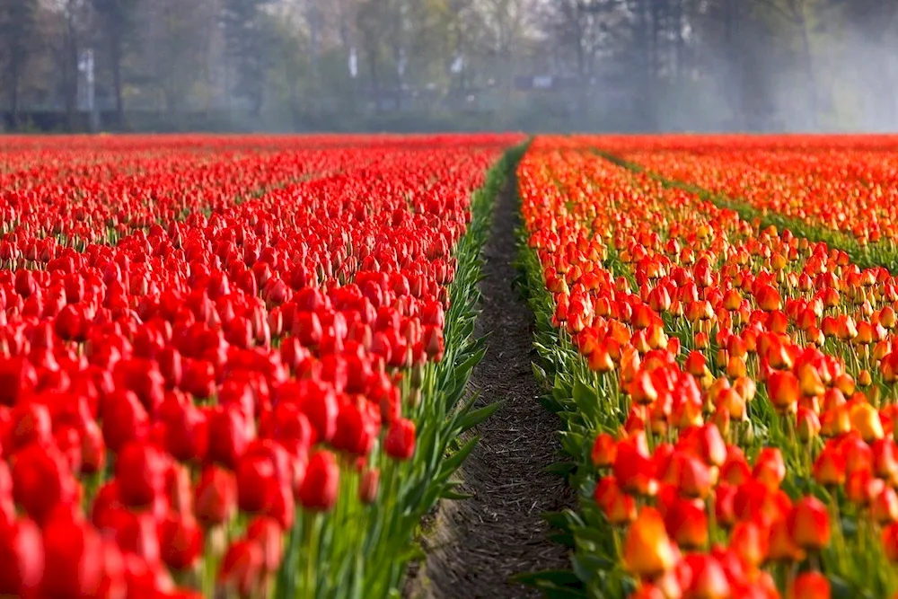 Tulip fields in Germany