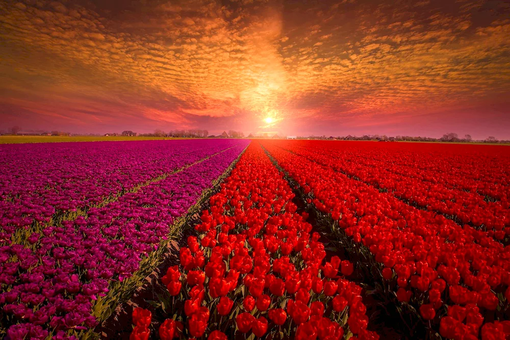 Tulip fields in Holland