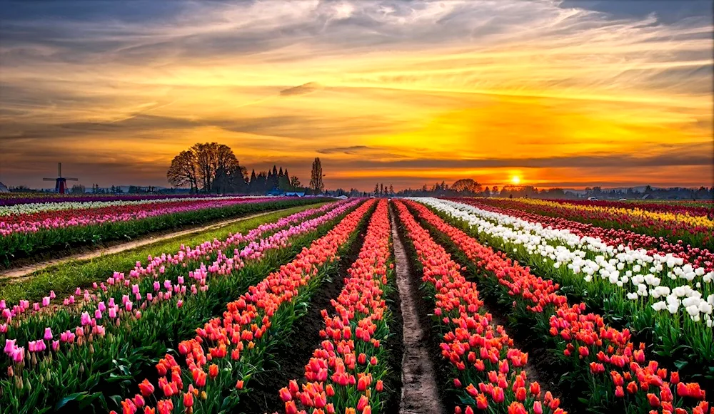 Tulip fields in Holland