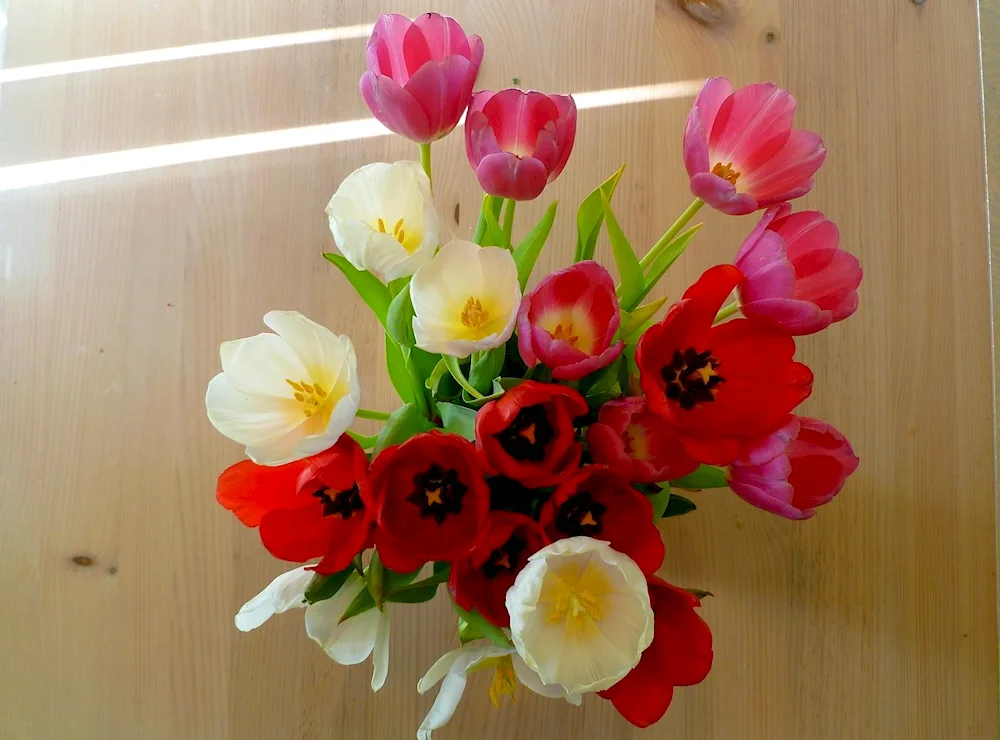 Tulips