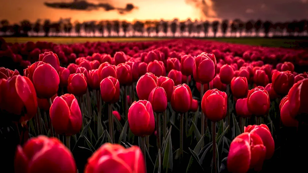 Tulip flowers