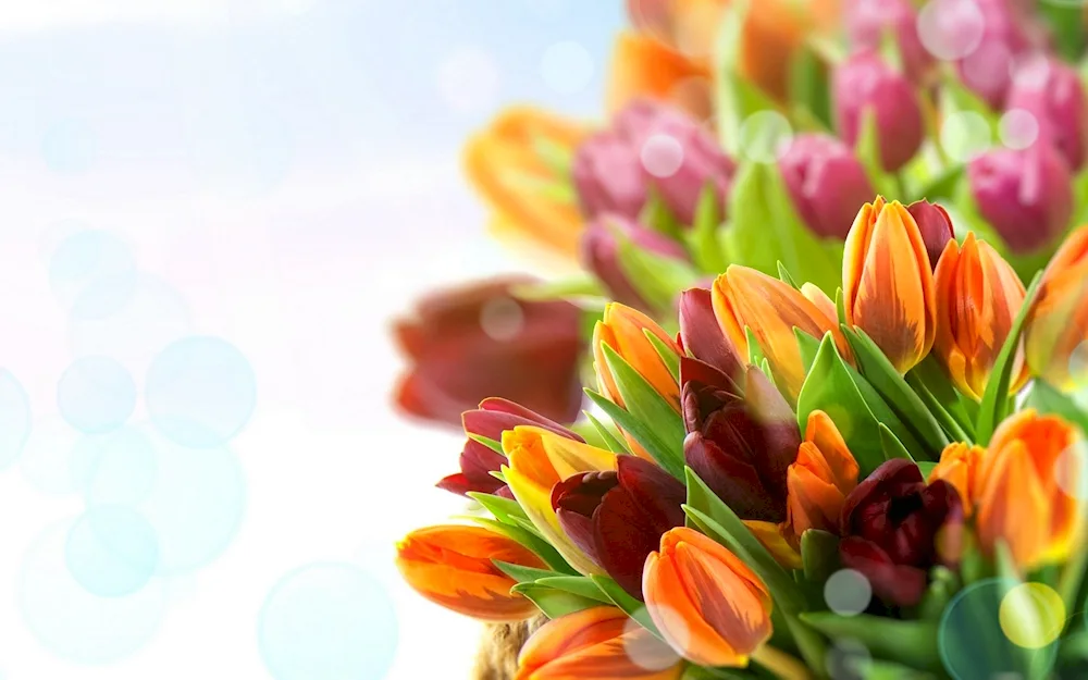 Bouquet of tulips