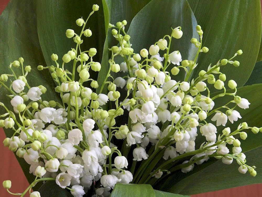 Lily of the valley May