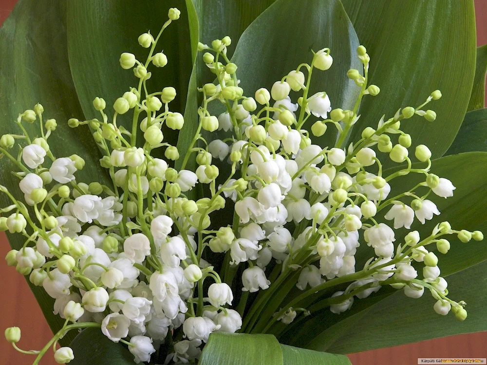 Lily of May Convallaria bouquet Majalis