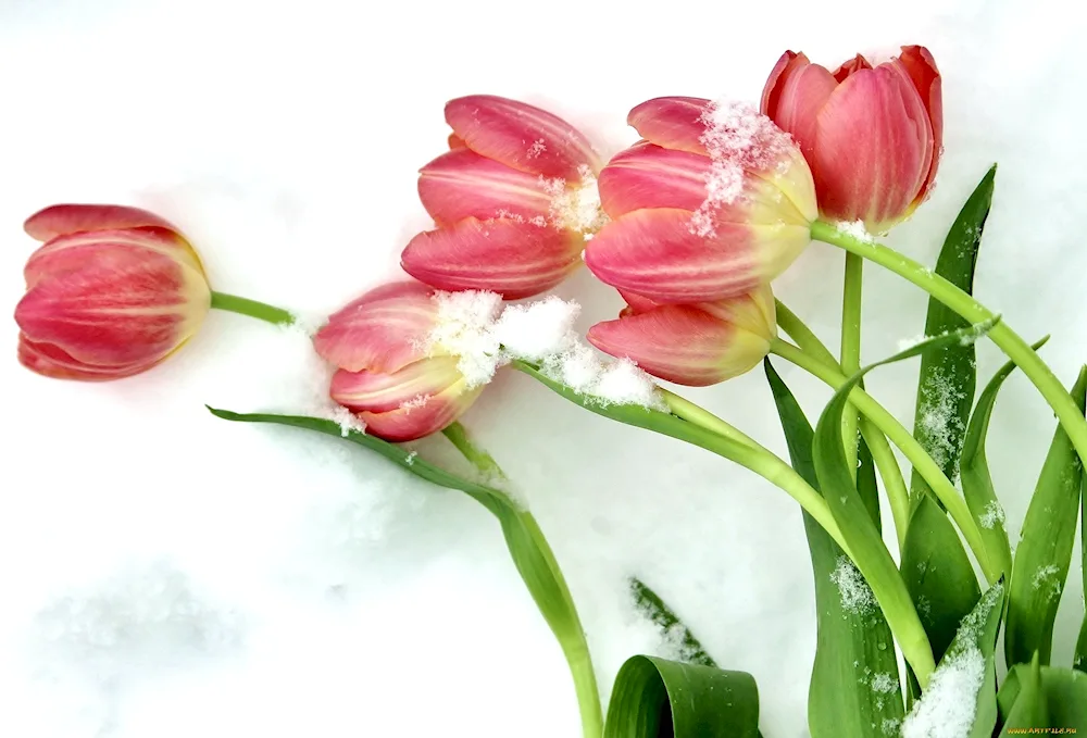 Tulips in the snow