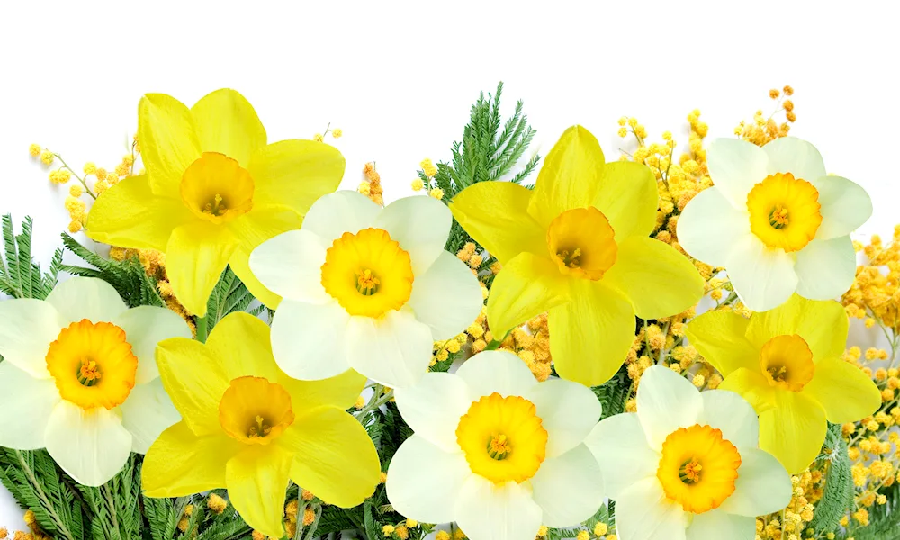 Fresia daffodils