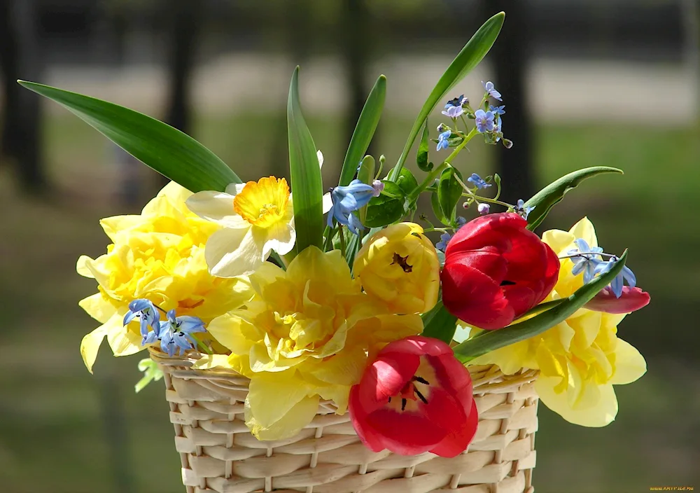 Narcissus flowers bouquet