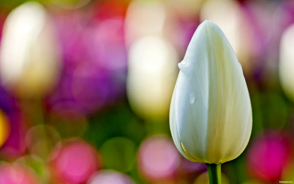 White flowers