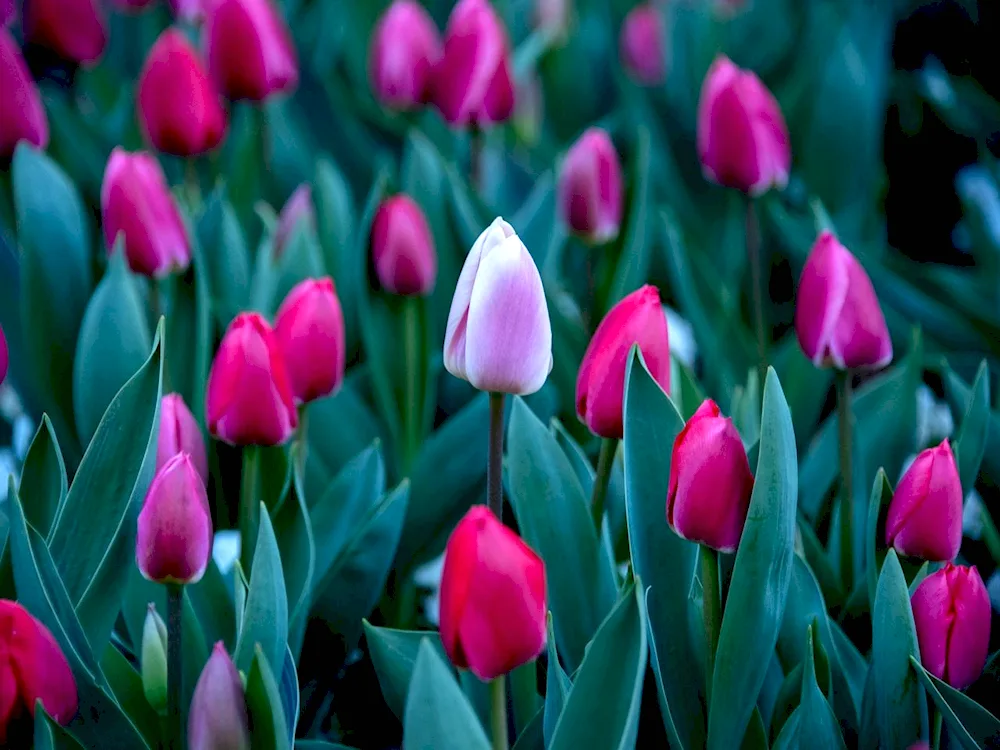 Tulips wallpaper