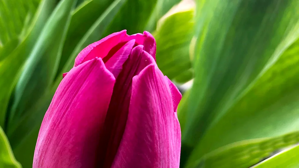 Tulip flowers