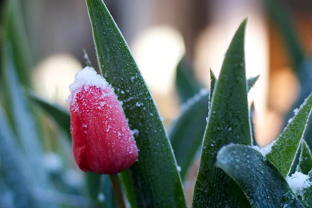 Tulips in the snow