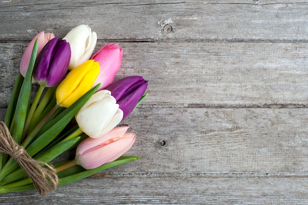 Coloured tulips