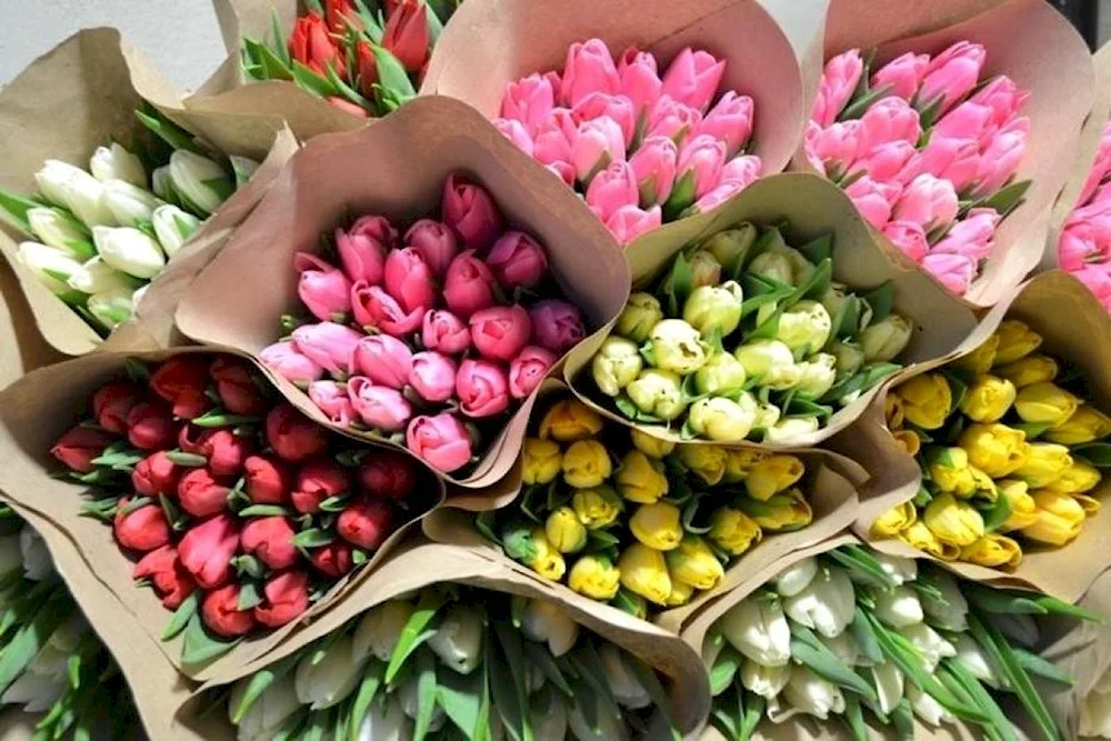 Tulip flowers