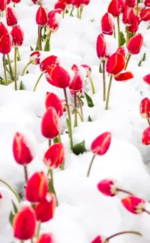 Tulips in the snow