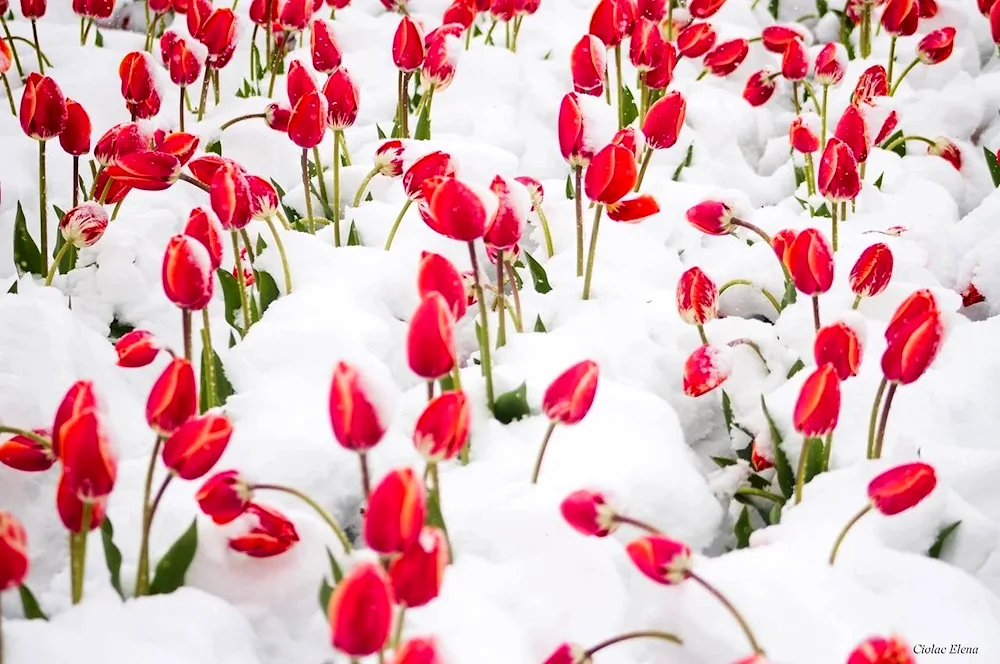 Tulips in the snow