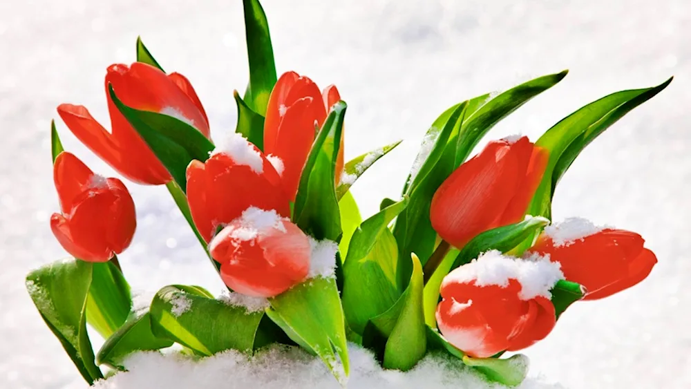 Snow tulips in the snow