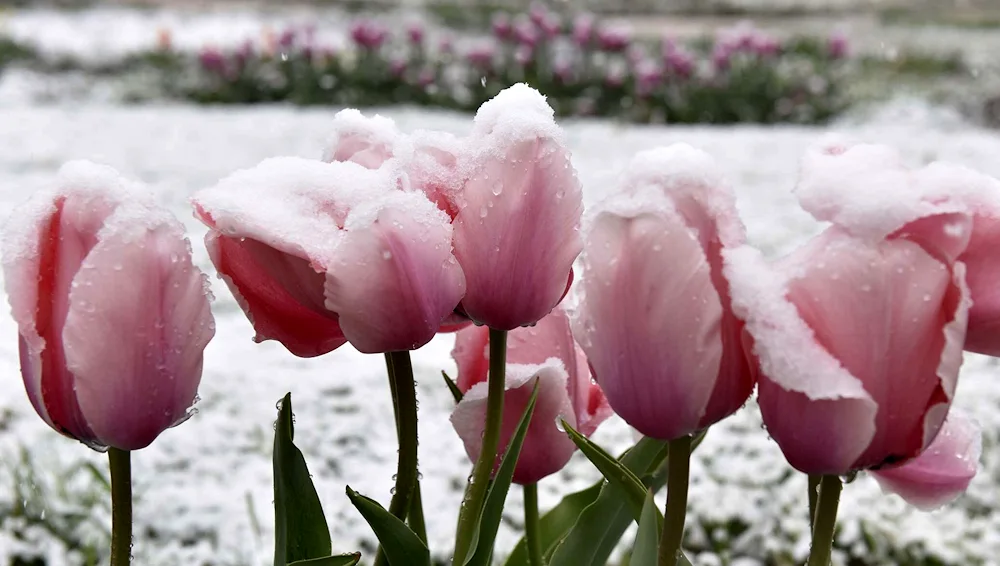 Snow tulips in the snow