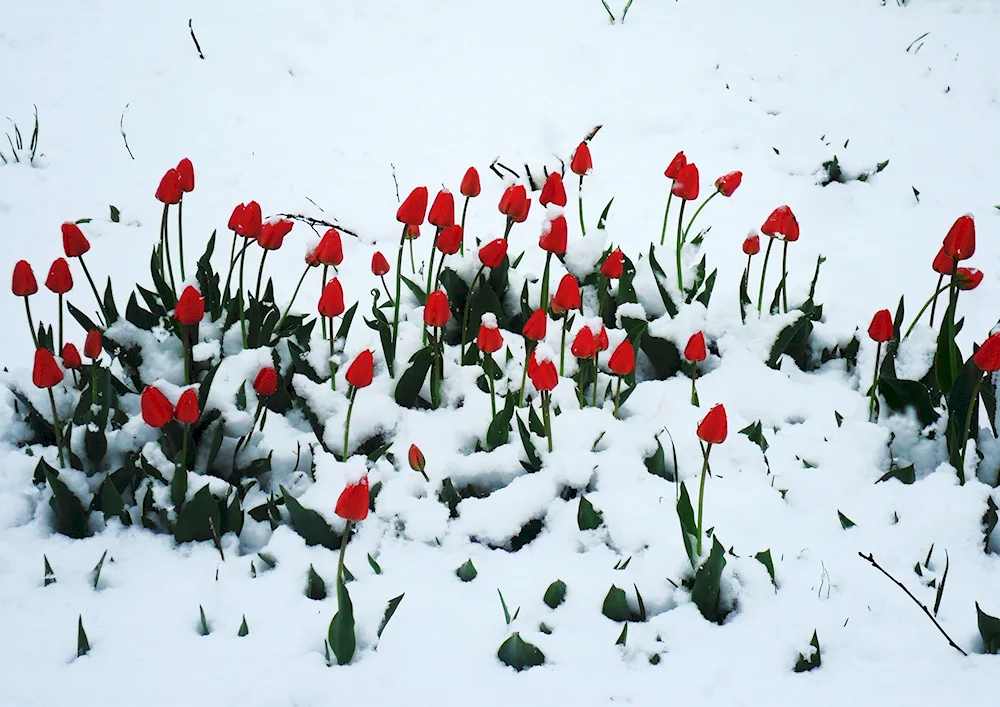 Tulips in the snow