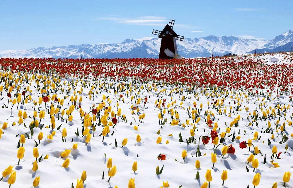 Tulips in the snow