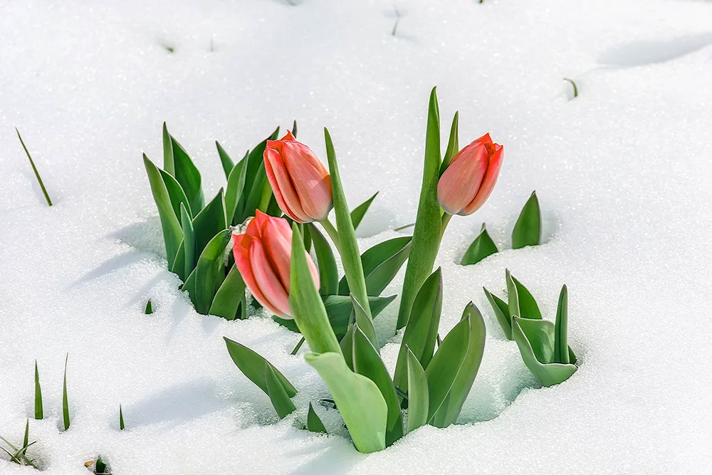 Tulips in the winter