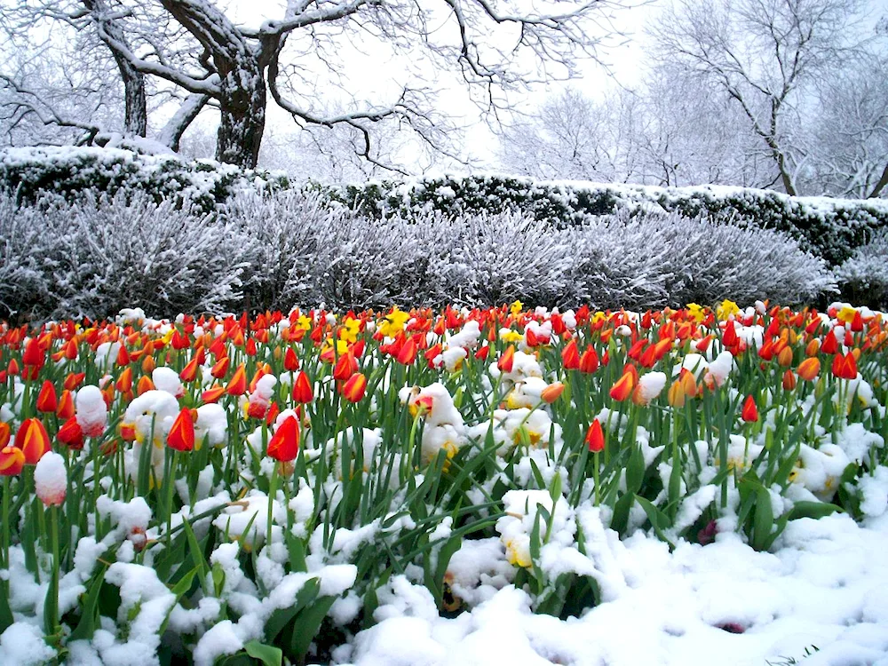 Flowers in the snow