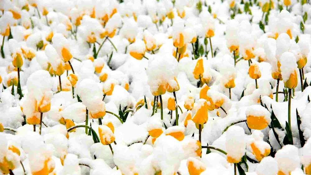 Tulips in the snow