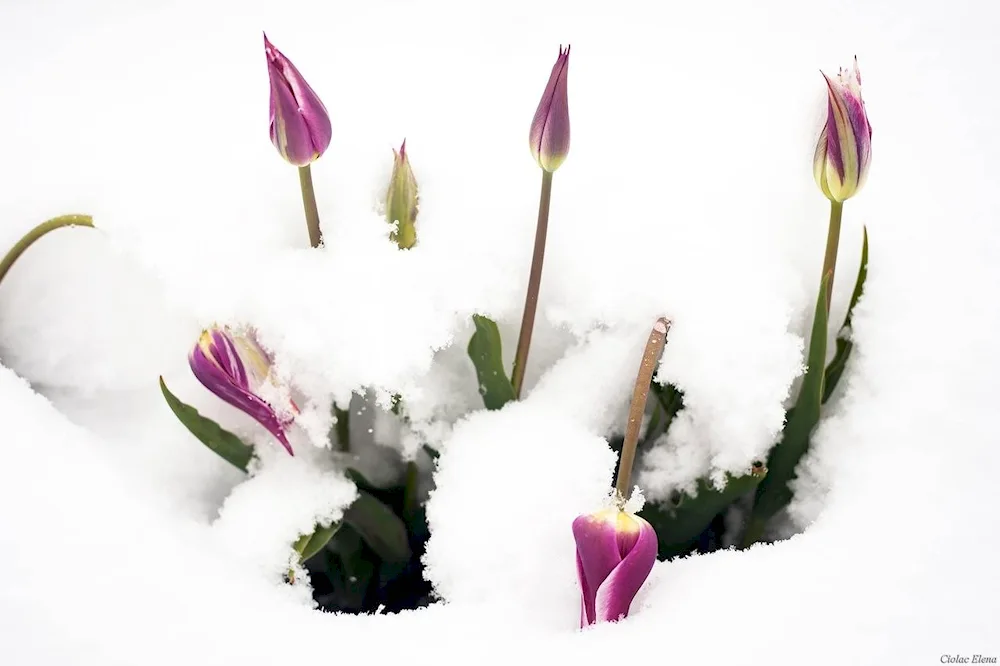 Tulips in the snow