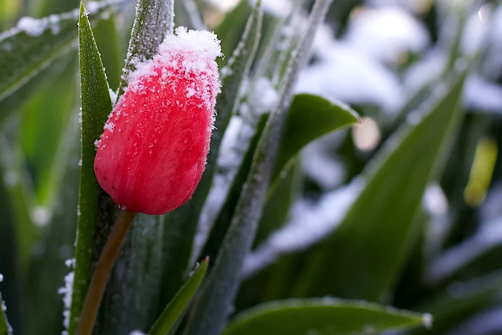 Tulips in the snow