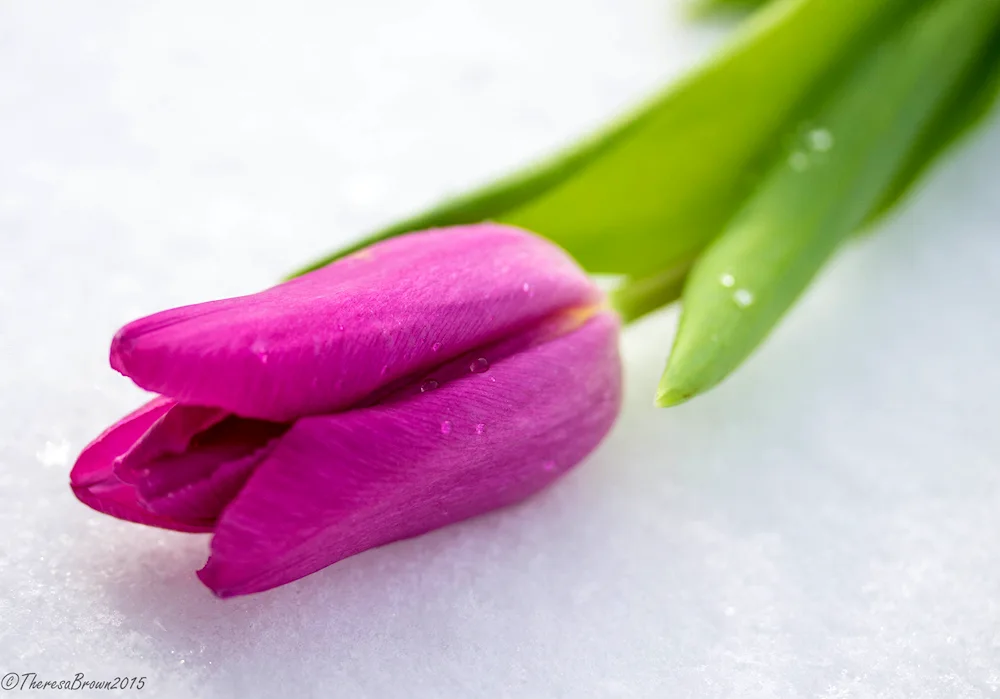 Flowers in the snow