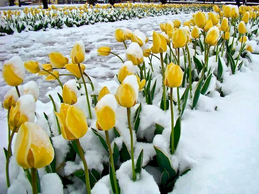 Snow tulip