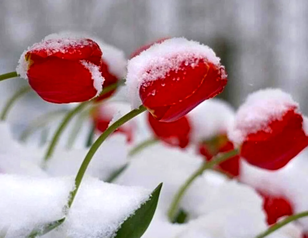 Flowers on the snow