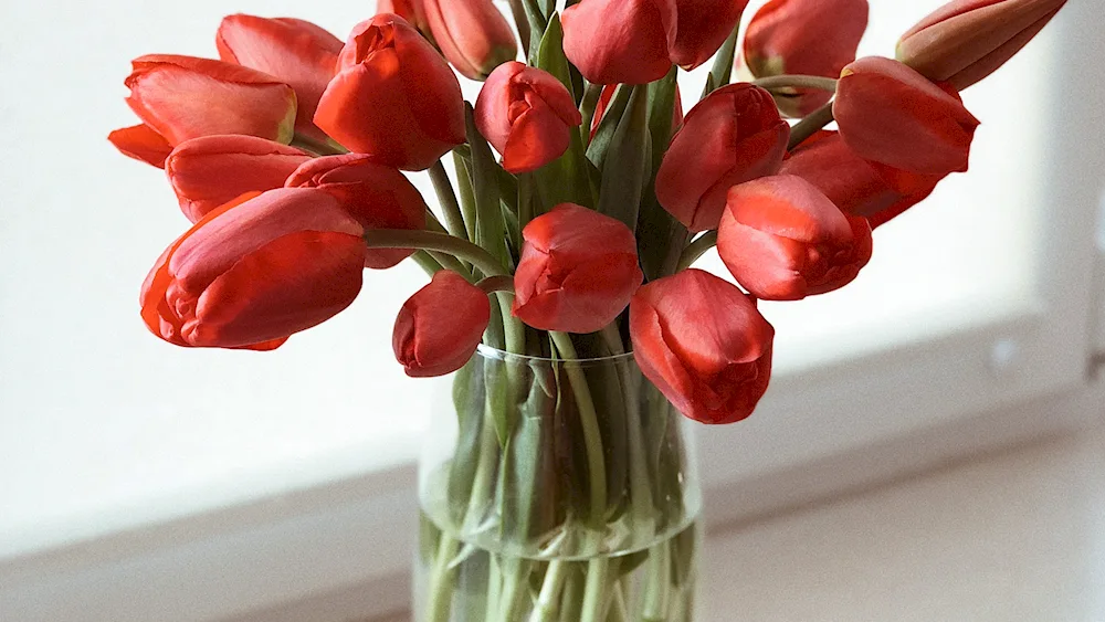 Bouquet of 51 tulips