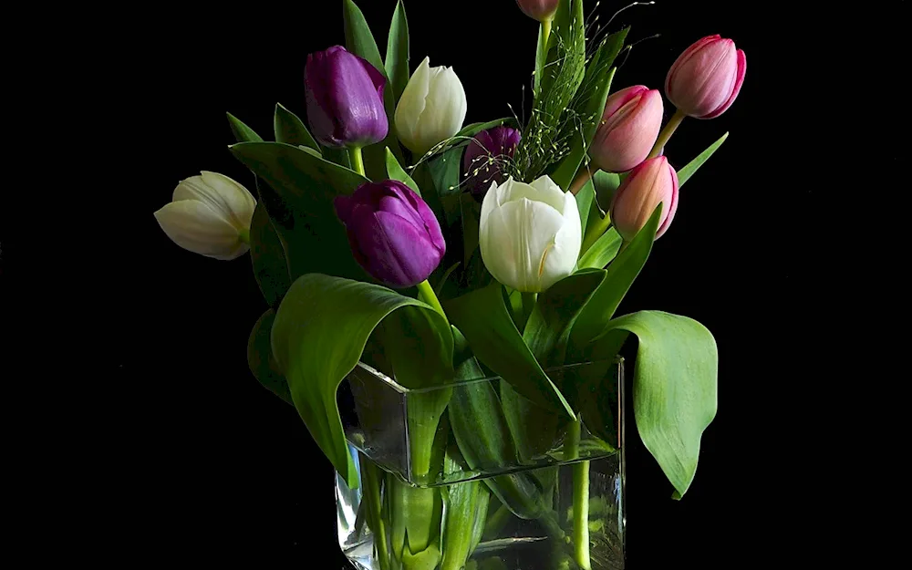 Purple tulip. bouquet