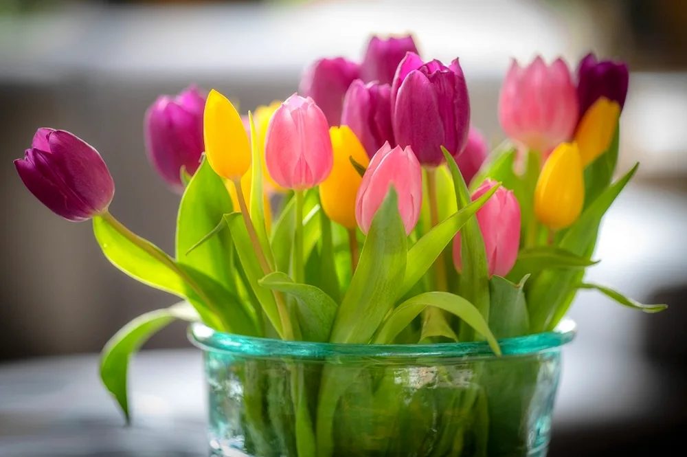 Bouquet of tulips