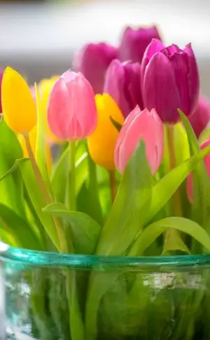 Tulips in a vase