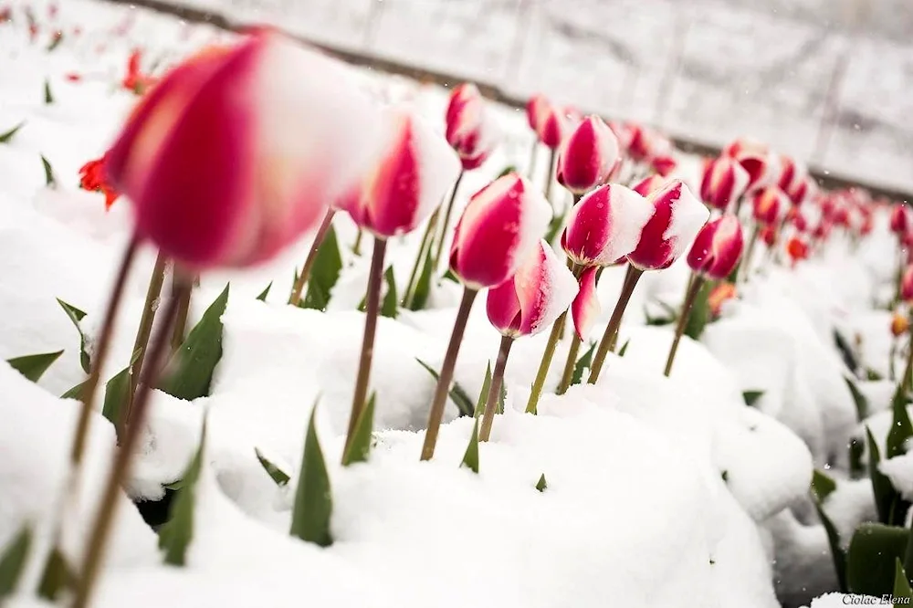 Tulips in the snow