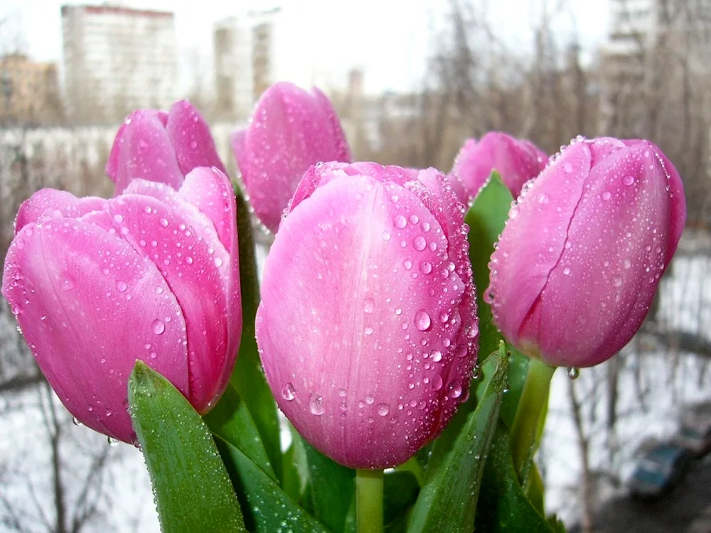 Tulips in snow