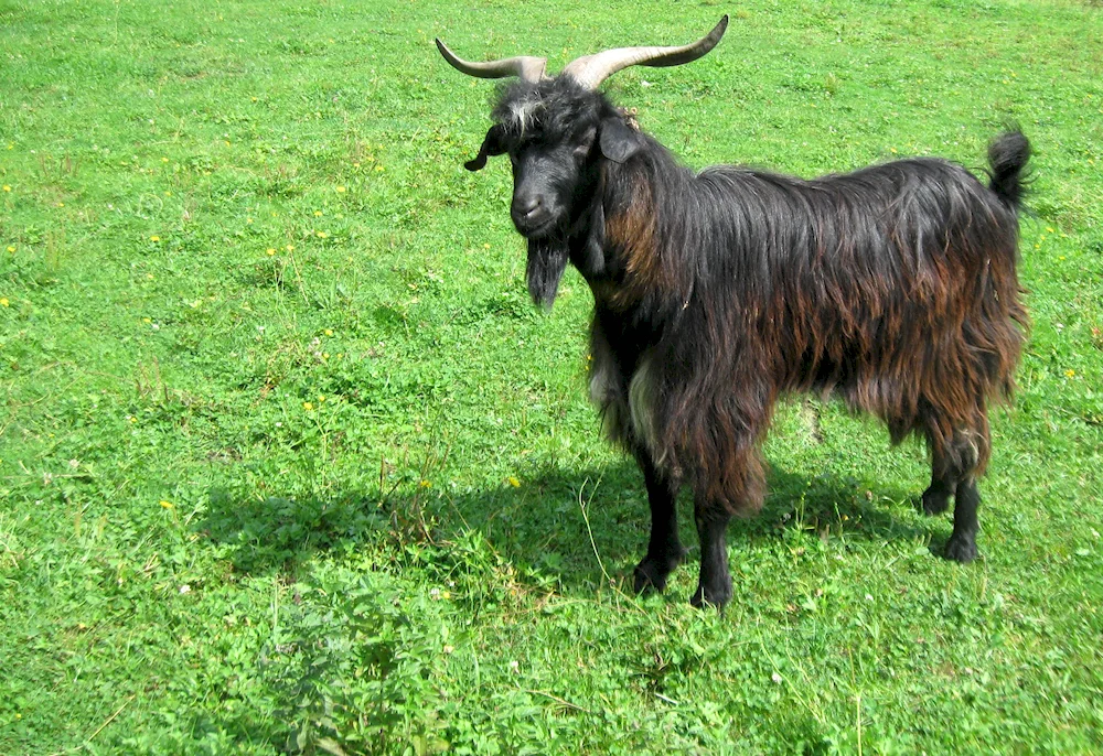 Turingen goat breed