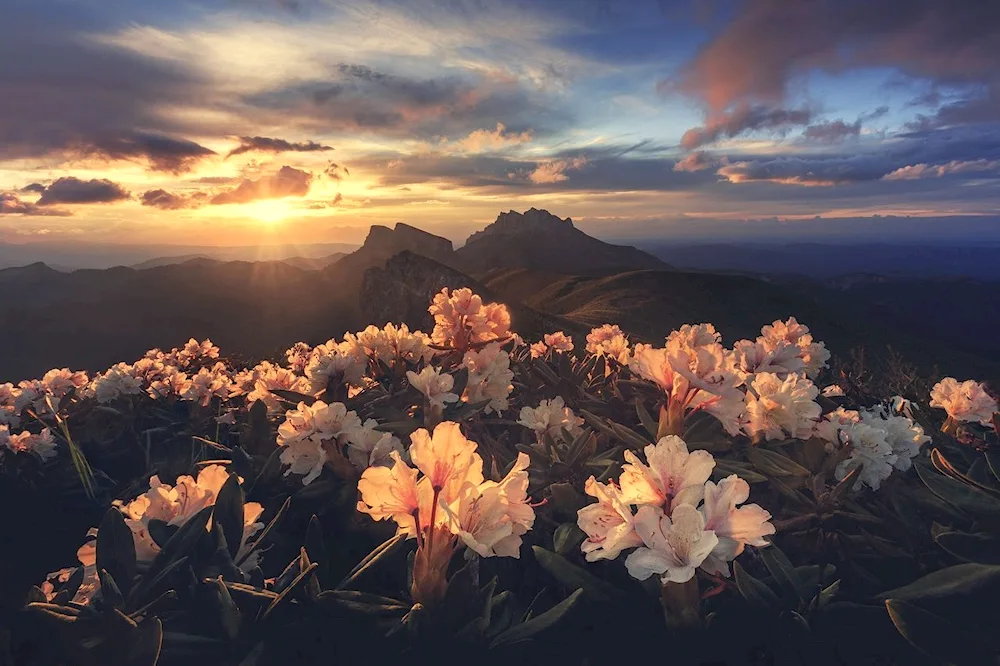 Thach rhododendrons