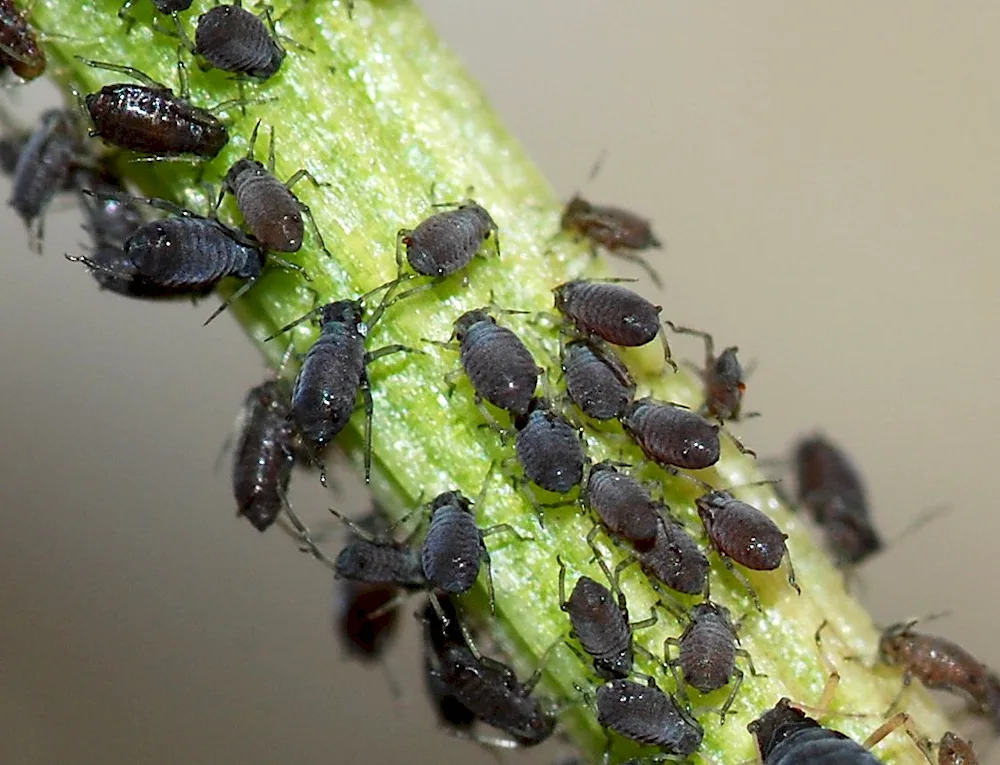 Gum beetle Aphis gossypii