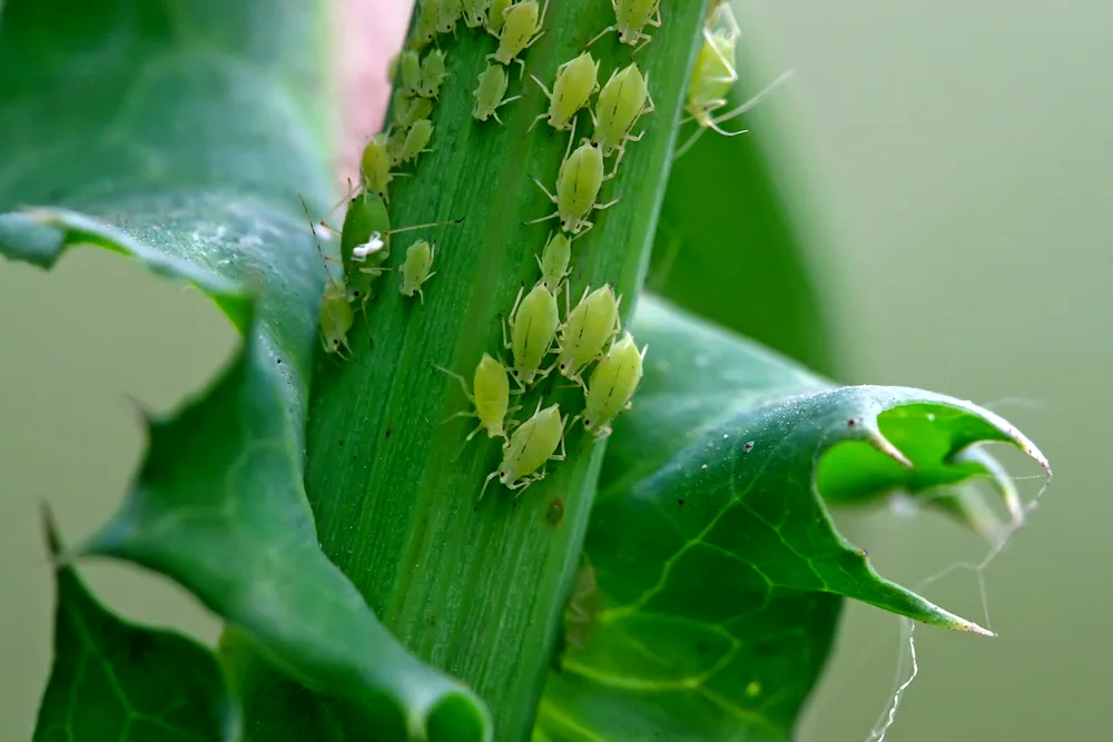 Green thrips