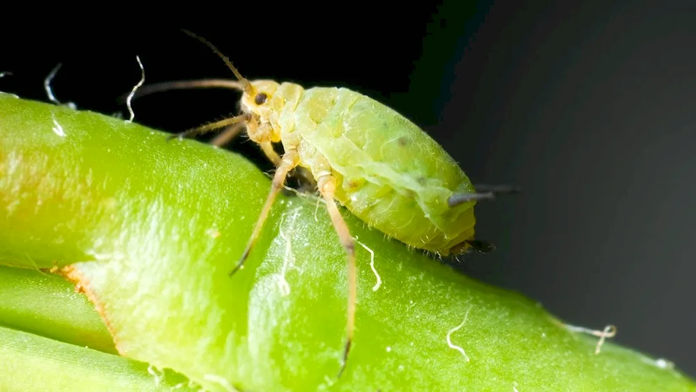 Ladybird beetle. Green bugs