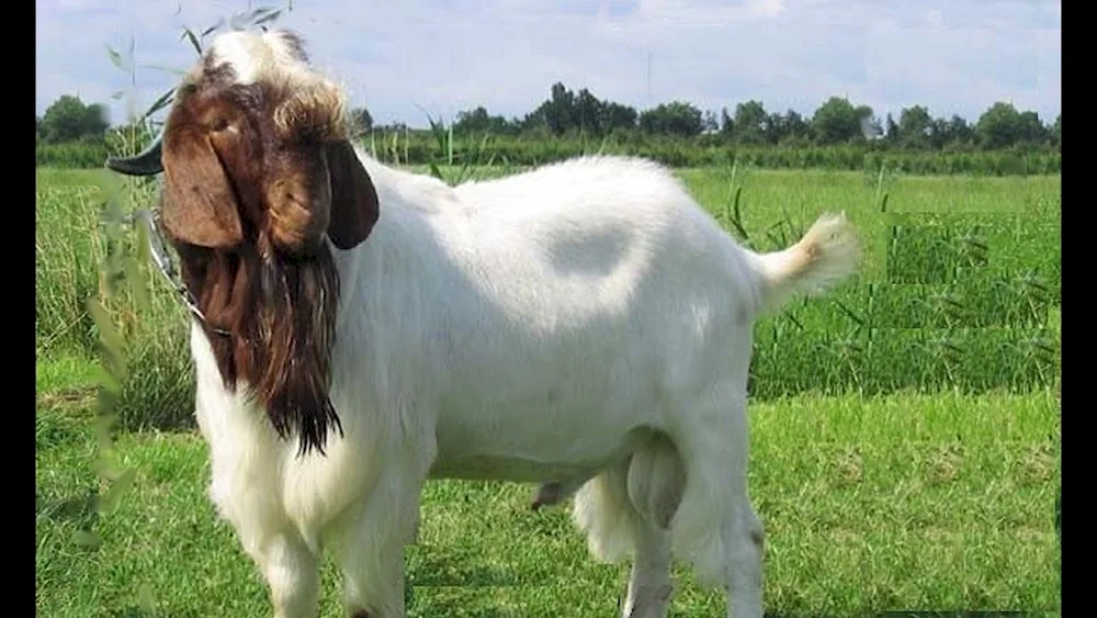 Toggenburg goat breed